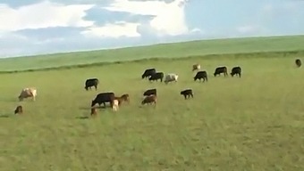 A Dutch Teen'S Rough Anal Encounter In The Countryside